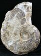 Huge Ammonite (Choffaticeras?) - Goulmima, Morocco #27365-1